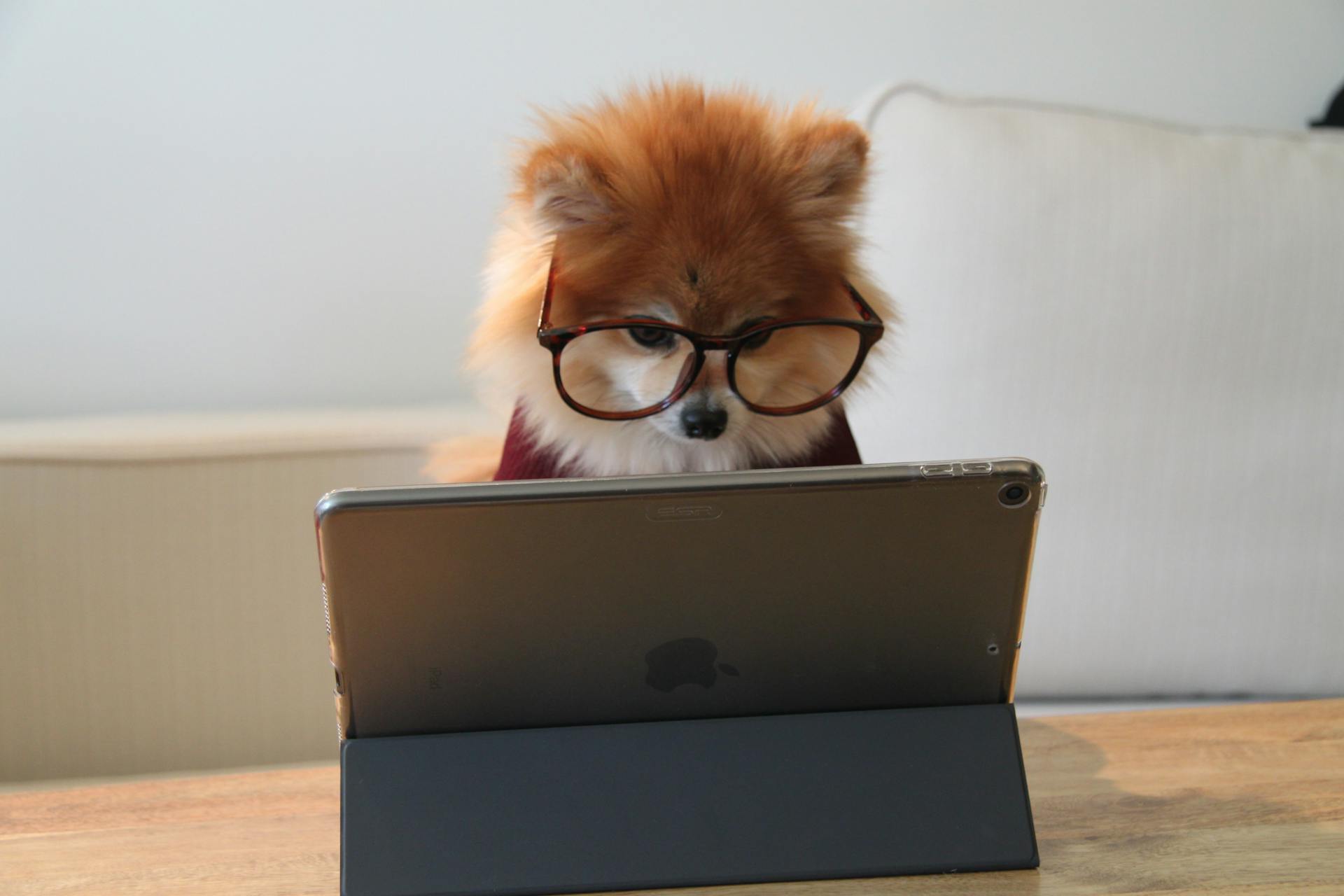 Dog with glasses sits infront of an ipad